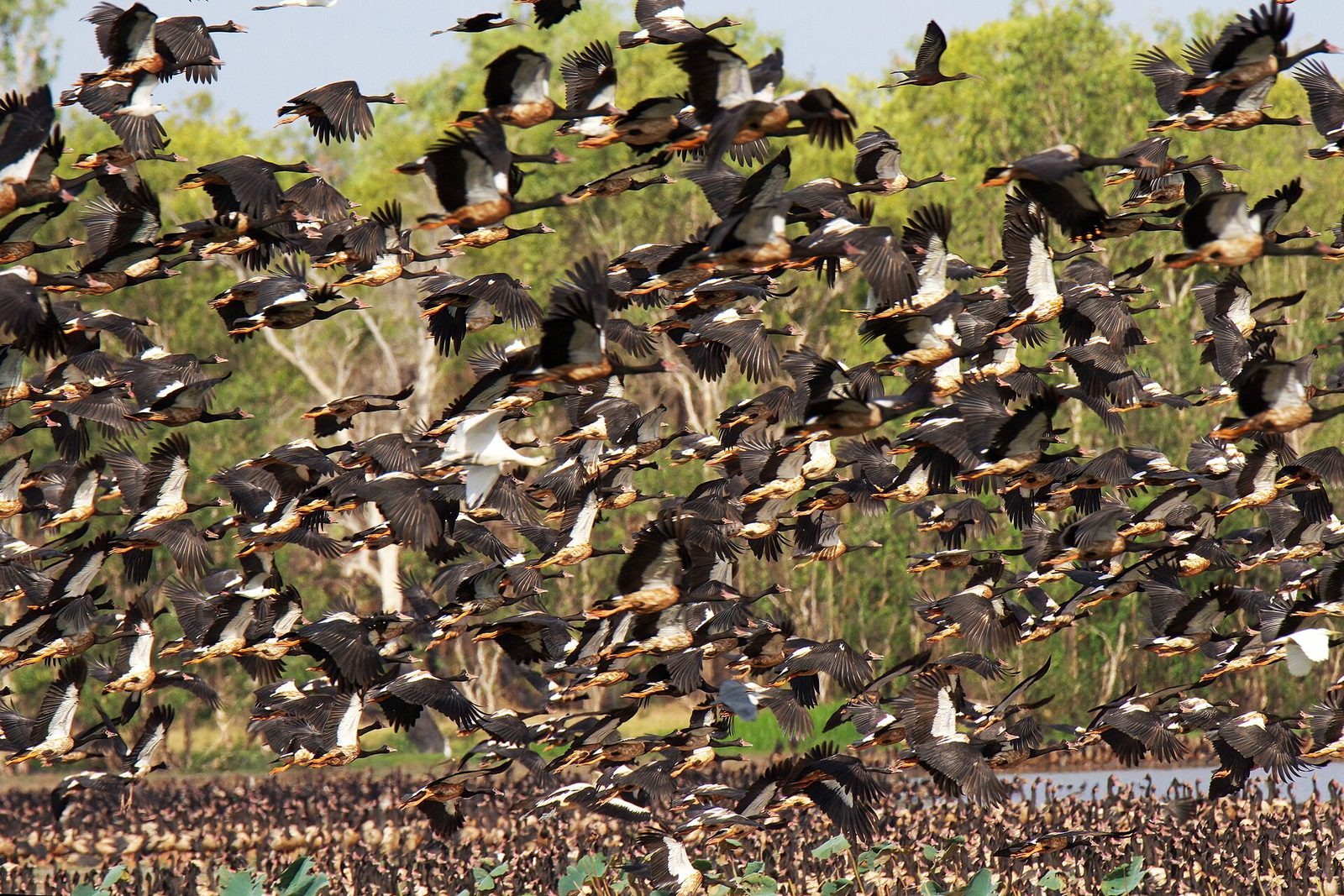 NT Top End hunting country